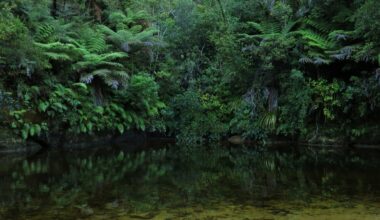 Book of the Week: Abducting children into the bush