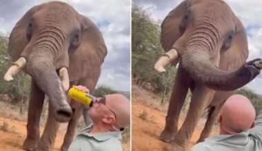 Tourist gives beer to elephant; things got out of control