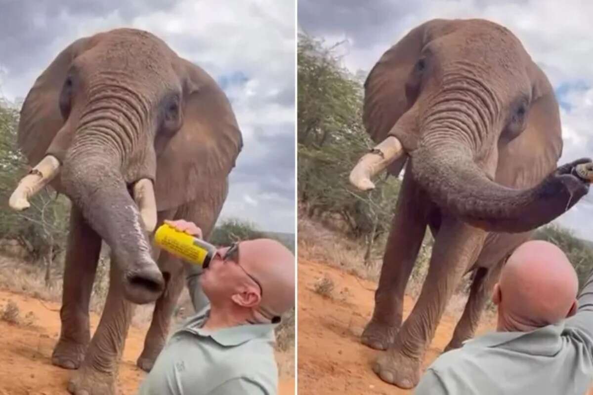 Tourist gives beer to elephant; things got out of control