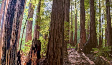Redwood forest in California. Photo by Rhett Ayers Butler