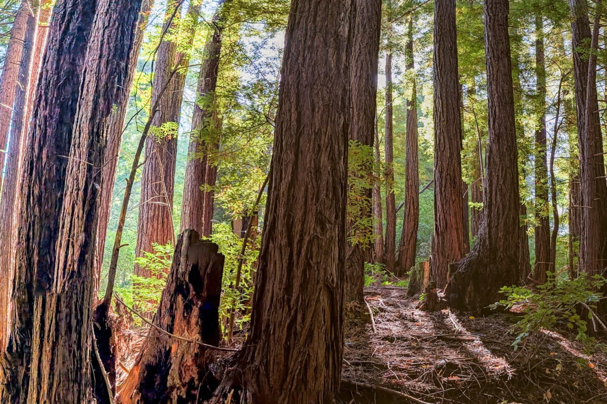Redwood forest in California. Photo by Rhett Ayers Butler