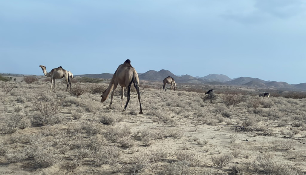 3 camels and 2 goats grazing on low desert shrubs in a dry desert plain