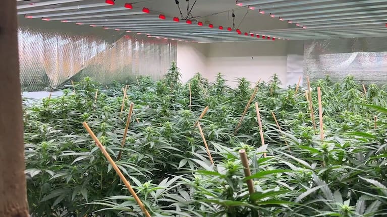 Cannabis plants found during a police raid.