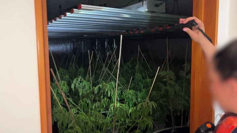 Cannabis plants found during a police raid.