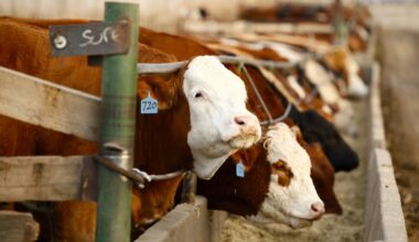 U.S. livestock: Cattle markets up ahead of report