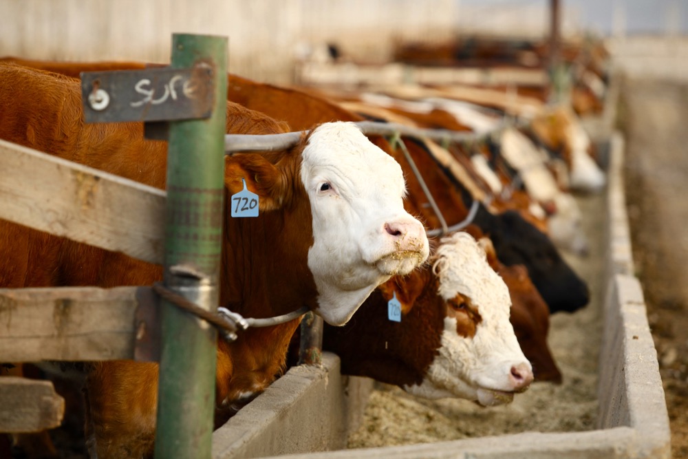U.S. livestock: Cattle markets up ahead of report