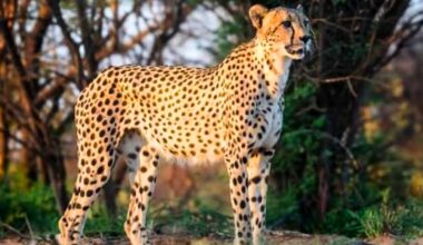 Female cheetah Dheera relocated from Kuno to MP sanctuary