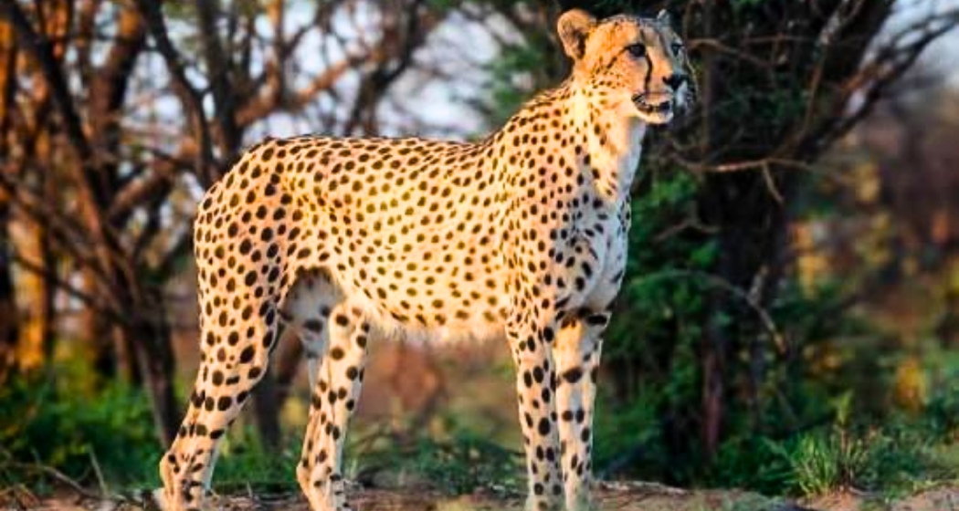 Female cheetah Dheera relocated from Kuno to MP sanctuary
