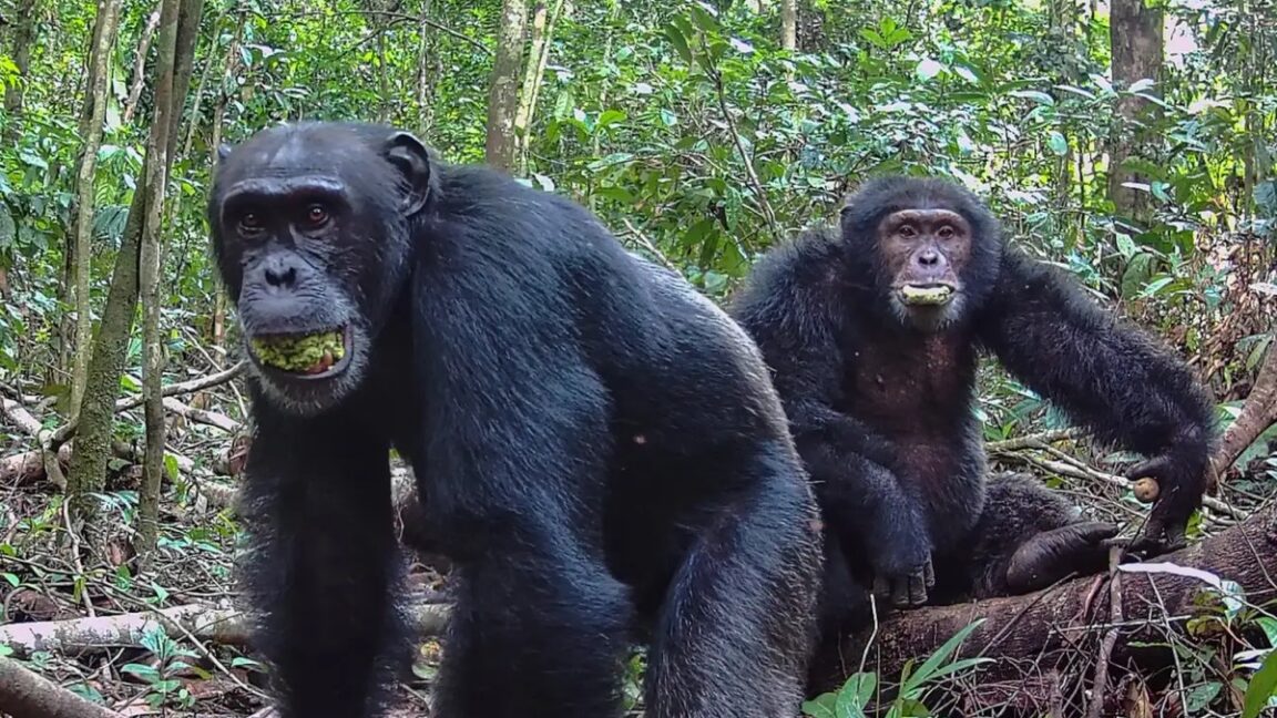 Two male chimpanzees eating the plum-like fruit of the evergreen Parinari excelsa tree at Taï National Park in the Ivory Coast in 2021.