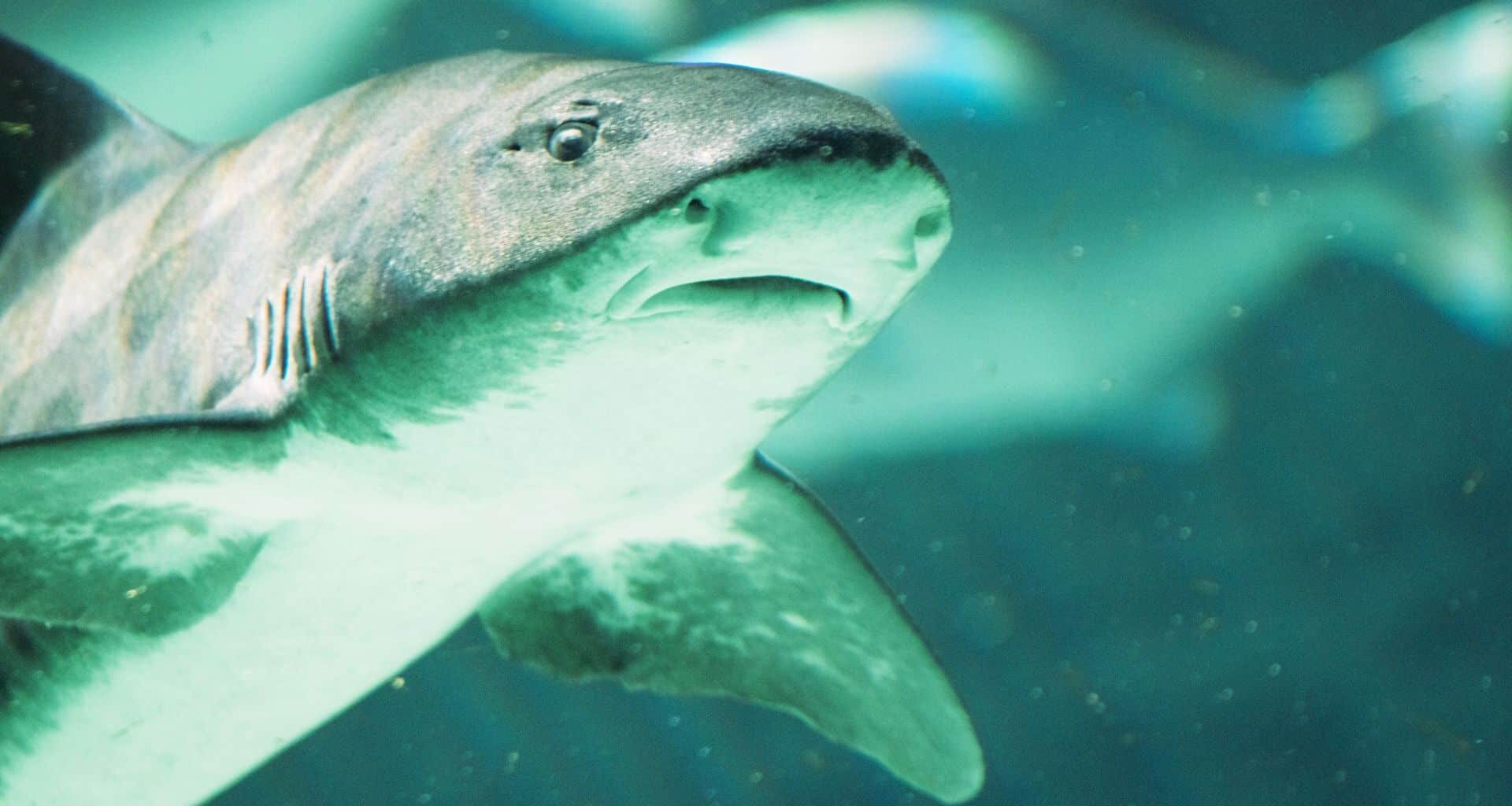 Close Up Shot Of A Shark