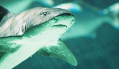 Close Up Shot Of A Shark