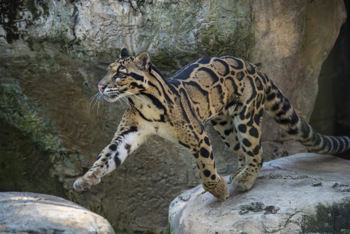 It's shy, sleek and built for trees. Meet the feline beauty that's the size of a Labrador and famous for its hugely flexible, deadly jaw that can open at a full 100 degrees
