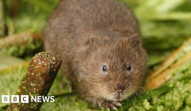 Water voles reintroduced to River Lea after 20 years