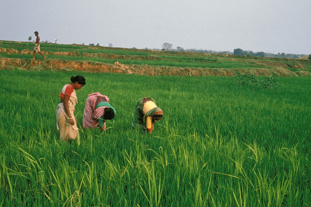 Viewpoint: The promise and challenges facing India’s turn toward gene-edited rice