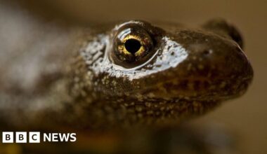 Melrose golf course swings into action to protect newts