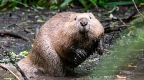 Mapperton House and Gardens A beaver is standing on its hind legs with its paws covered in mud. It is surrounded by mud and twigs and has its head turned to look directly into the camera.