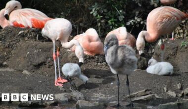 New flamingo chicks 'amazing turnaround' for Isle of Man park
