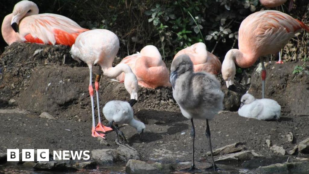 New flamingo chicks 'amazing turnaround' for Isle of Man park