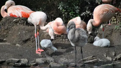 Keeper Karin Three grey-feathered flamingo chicks stand and sit in the foreground with adult pink flamingos behind them in an outdoor area with dark mud and sand.