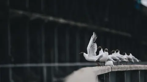 A handful of black-headed gulls perched on a wooden rail at Dunston Staiths. Their bodies are white, while their heads are dark. The bird nearest the camera is taking flight.