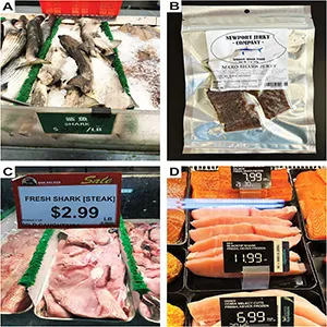 Photos exemplifying how some of the samples were labeled and displayed when purchased. (A) Dusky smooth-hound sold whole, missing the head, labeled as “shark” in English and Chinese at an Asian grocery store in Orlando, FL. (B) Shortfin mako shark sold as jerky and purchased online from the Newport Jerky Company in Rhode Island labeled as “mako shark jerky”. (C) Common thresher shark sold as “fresh shark [steak]” at an Asian grocery store in Duluth, GA. The label also included “wild caught/USA”. (D) Blacktip shark labeled as “wild blacktip shark, fresh never frozen” from a Publix grocery store in Cary, NC. The label also included that it was a “product of Florida” and that it was “responsibly sourced”. Credit: Frontiers in Marine Science