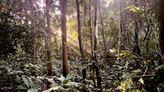 Tall trees stand in a crowded forest with ferns and other plants growing all over the forest floor and sunlight streaming through the trees
