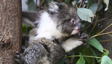 Koalas are running out of time. Will a $140 million national park save them?