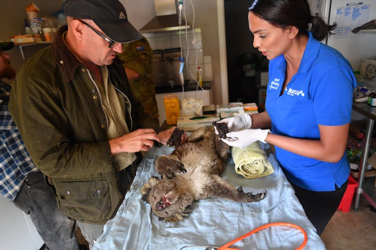 a burned koala lies on a table between two carers.