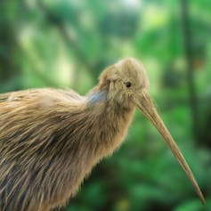 Kiwi bird with long beak.