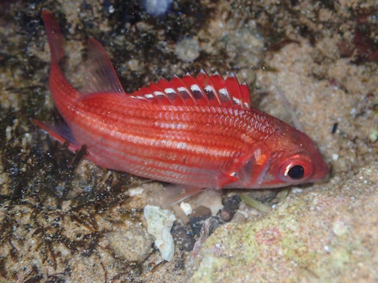 A red fish swimming near rocks.