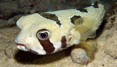 Fish ‘fingerprints’ in the ocean reveal which species are moving homes due to climate change