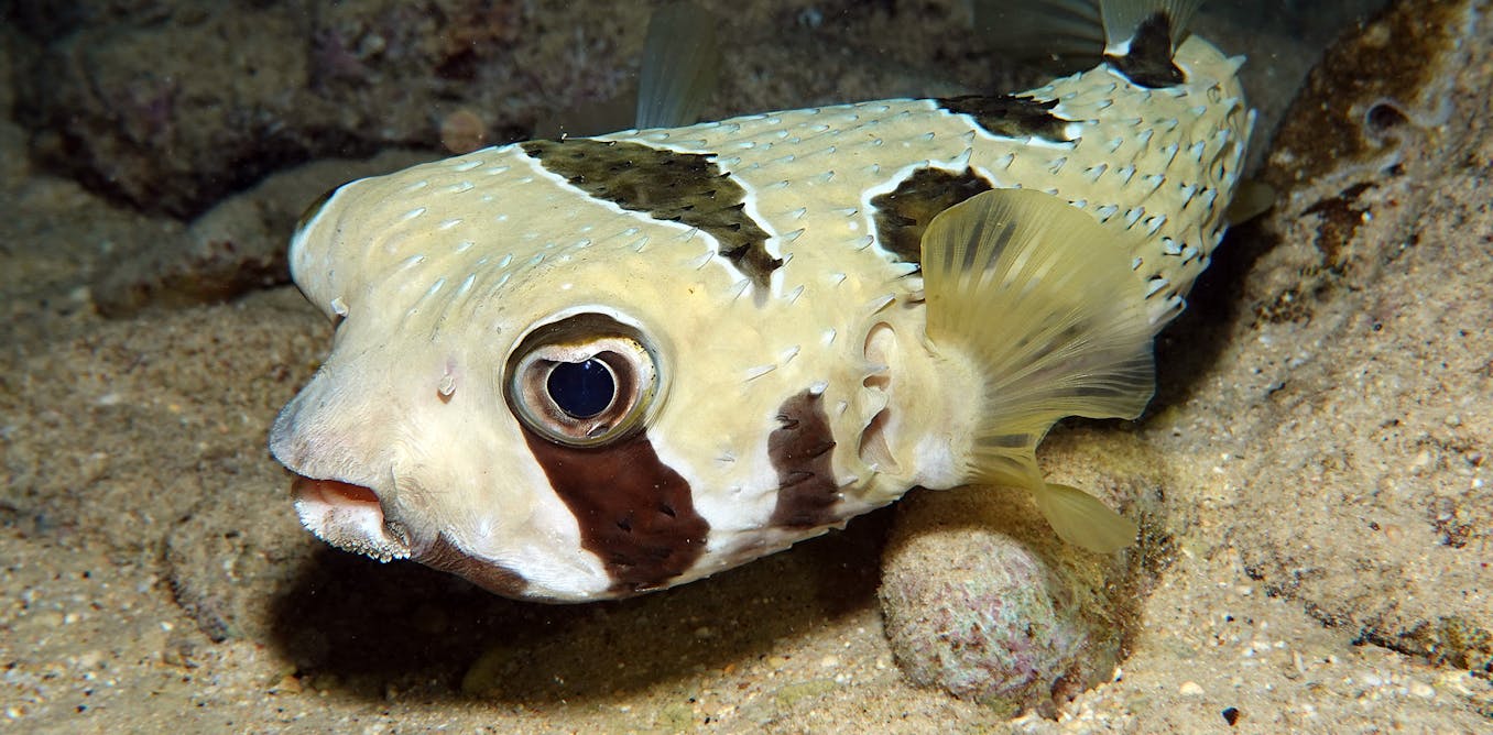 Fish ‘fingerprints’ in the ocean reveal which species are moving homes due to climate change