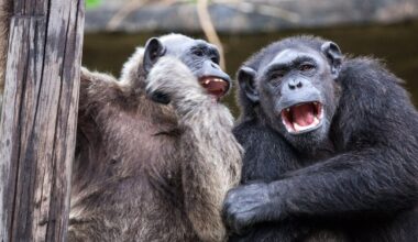 Chimpanzees ingest more than the equivalent of one alcoholic drink a day – new research