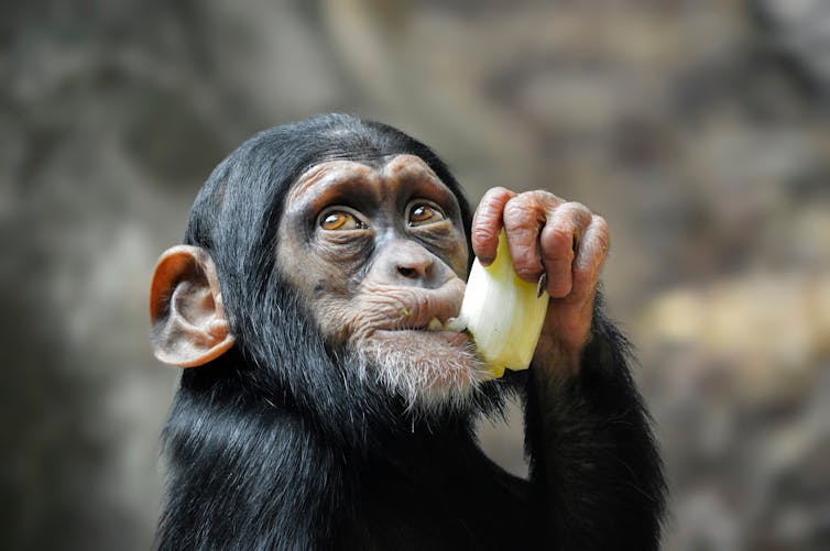 Close up of baby chimpanzee eating fruit.
