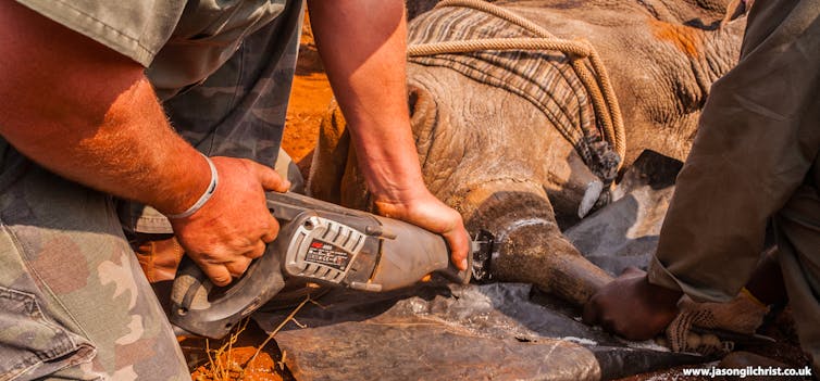 A saw being used on a sedated rhino