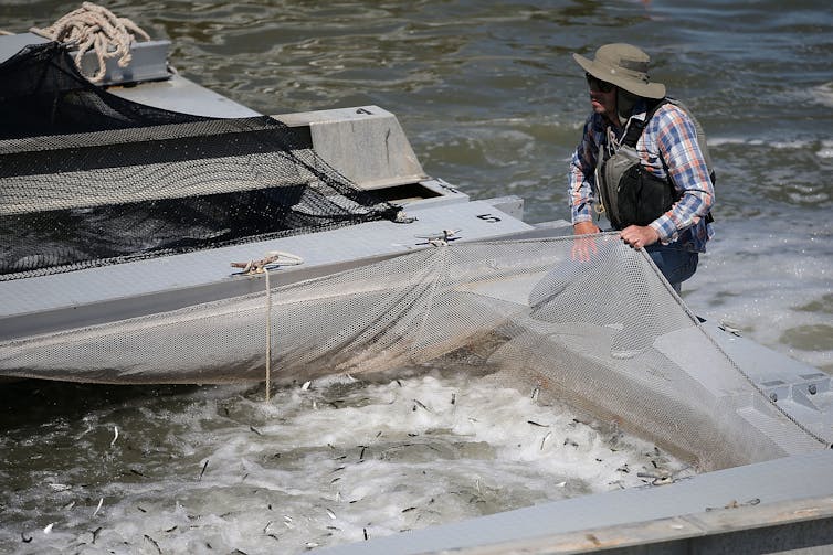 A person stands in water and holds a net full of small fish.