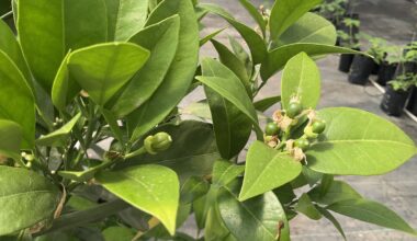 Chilean biotech Meristem pioneers gene-editing technique to create more climate-resistant citrus