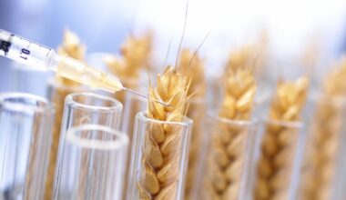 Gene editing may be a game-changer in improving crop resilience and better than genetic modification