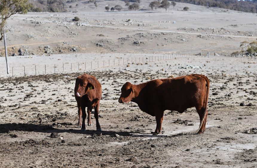Cattle on a drought-affected farm in New South Wales, Australia, on August 26, 2019. An unprecedented water shortage meant more than a dozen small towns faced a 