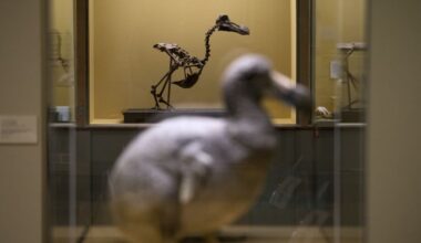 ‘Pivotal step’ announced in effort to bring back the dodo
