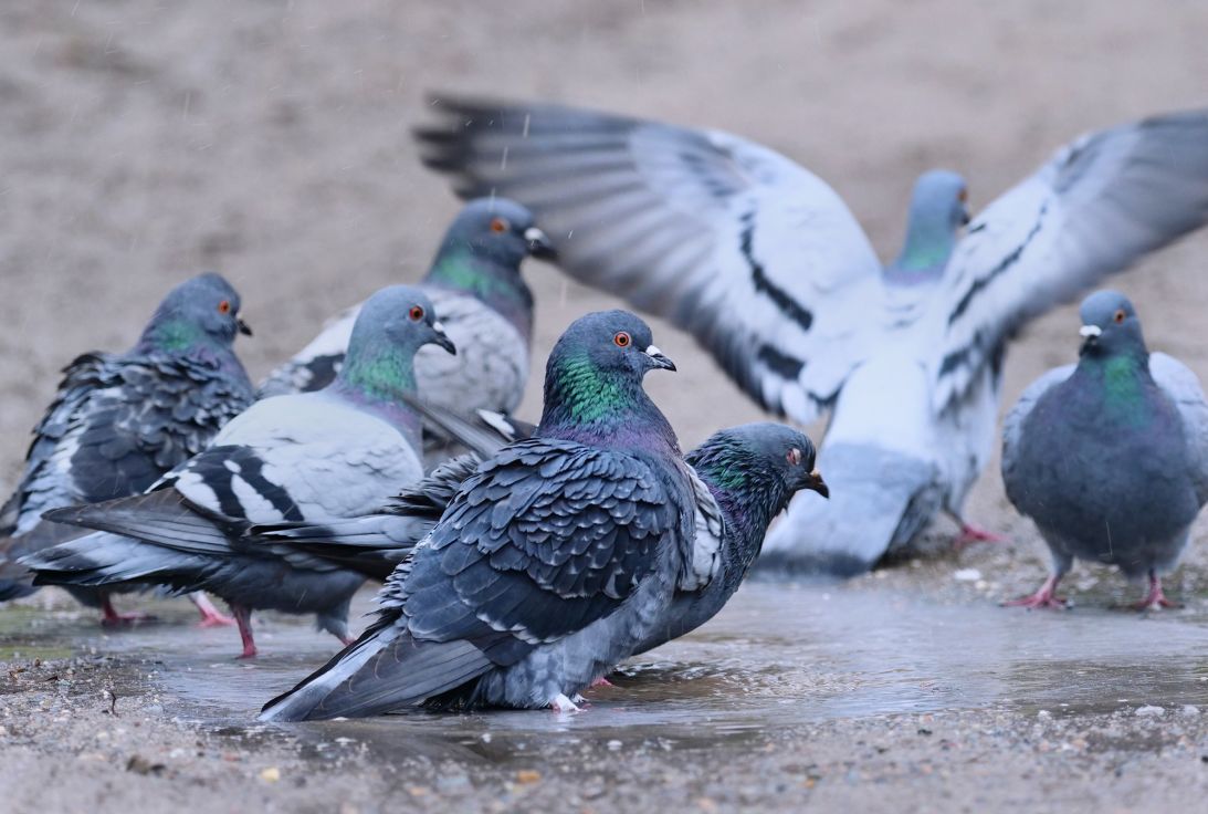 Common pigeons live in cities around the world, including these in a Berlin park.