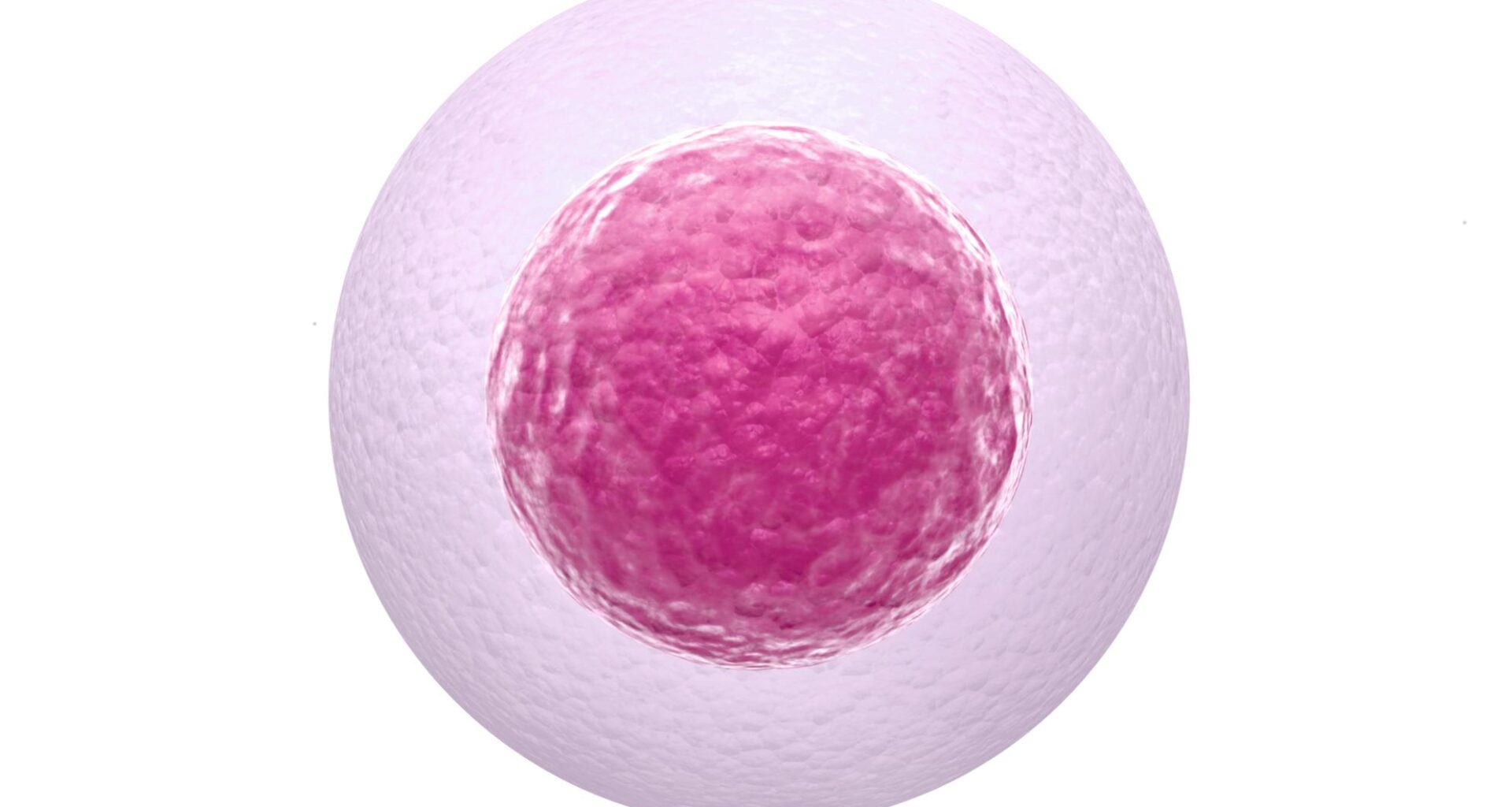 Age-Related DNA Mutations Less Common in Human Eggs