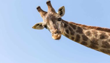 Giraffe