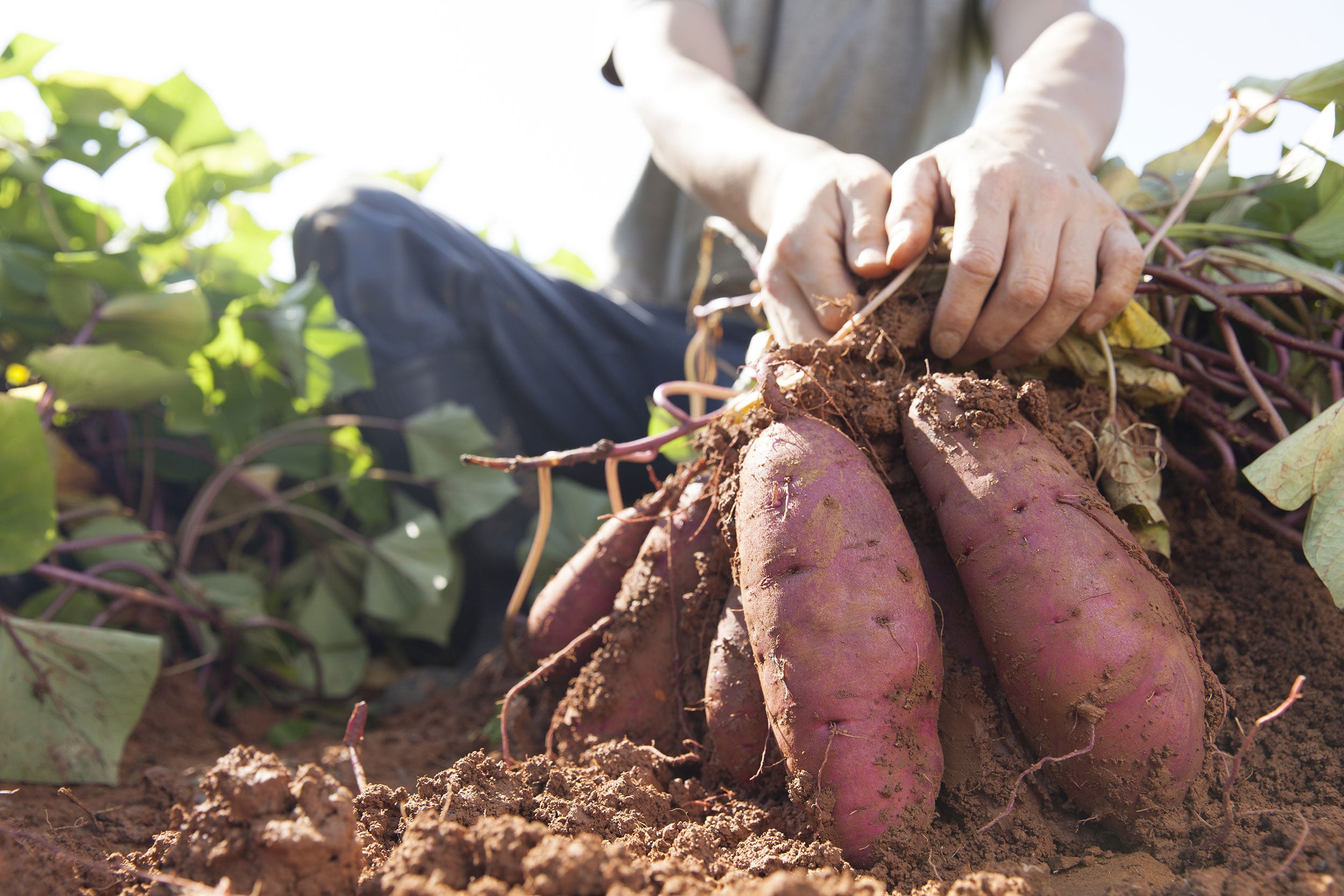 harvesting-sweet-potatoes