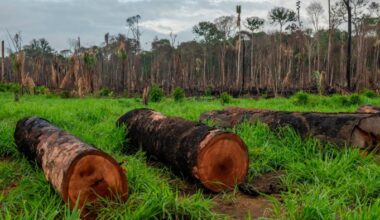 Felled tree trunks in front of a burned and deforested section of the Amazon rainforest