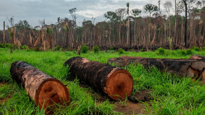 Felled tree trunks in front of a burned and deforested section of the Amazon rainforest