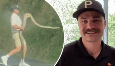Brave dad stops traffic to help massive python stuck on motorway