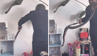 Shock as 'one of the biggest' black snakes slithers into children's playroom