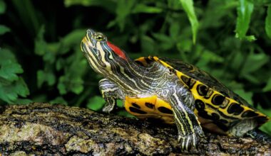 Four in ten reptile species in Israel at risk of extinction, rare audit finds