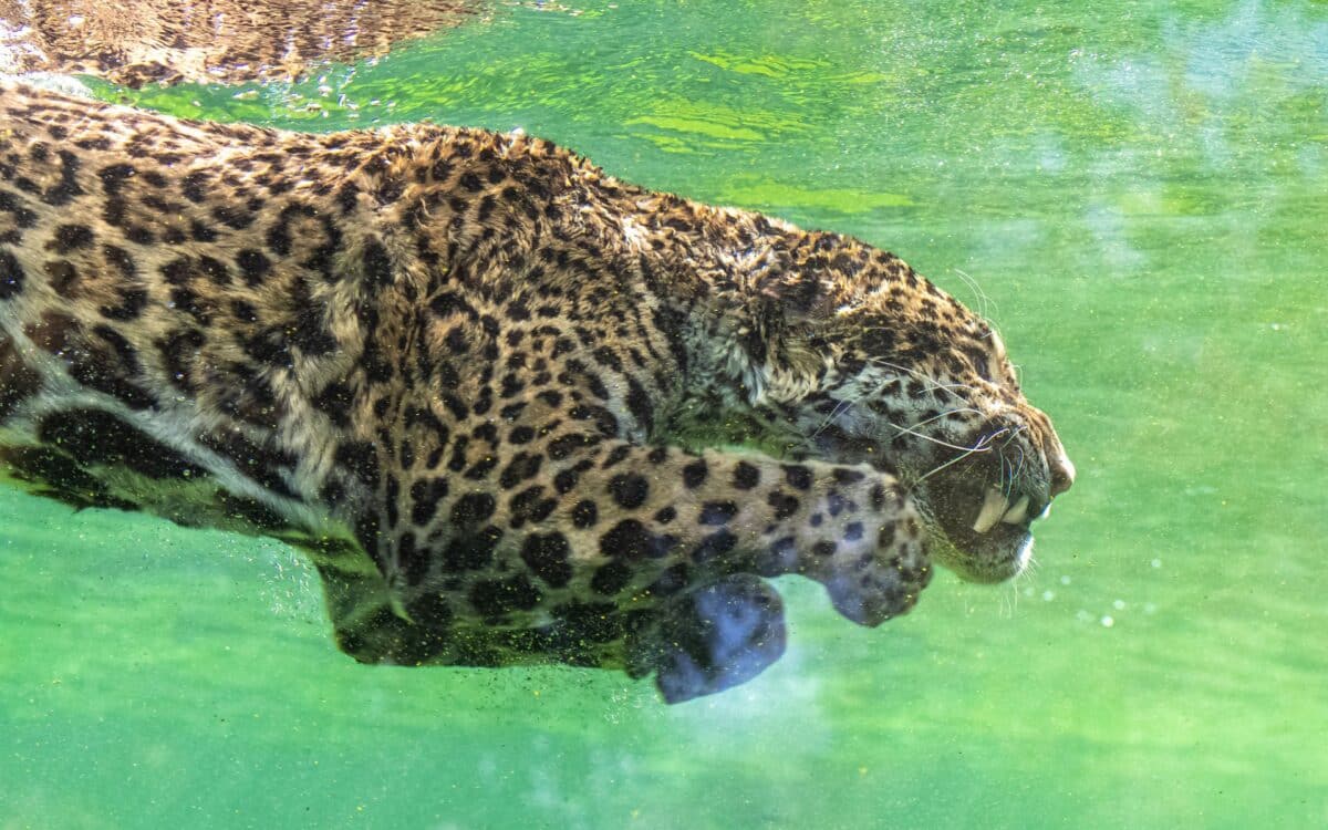 Jaguar Diving